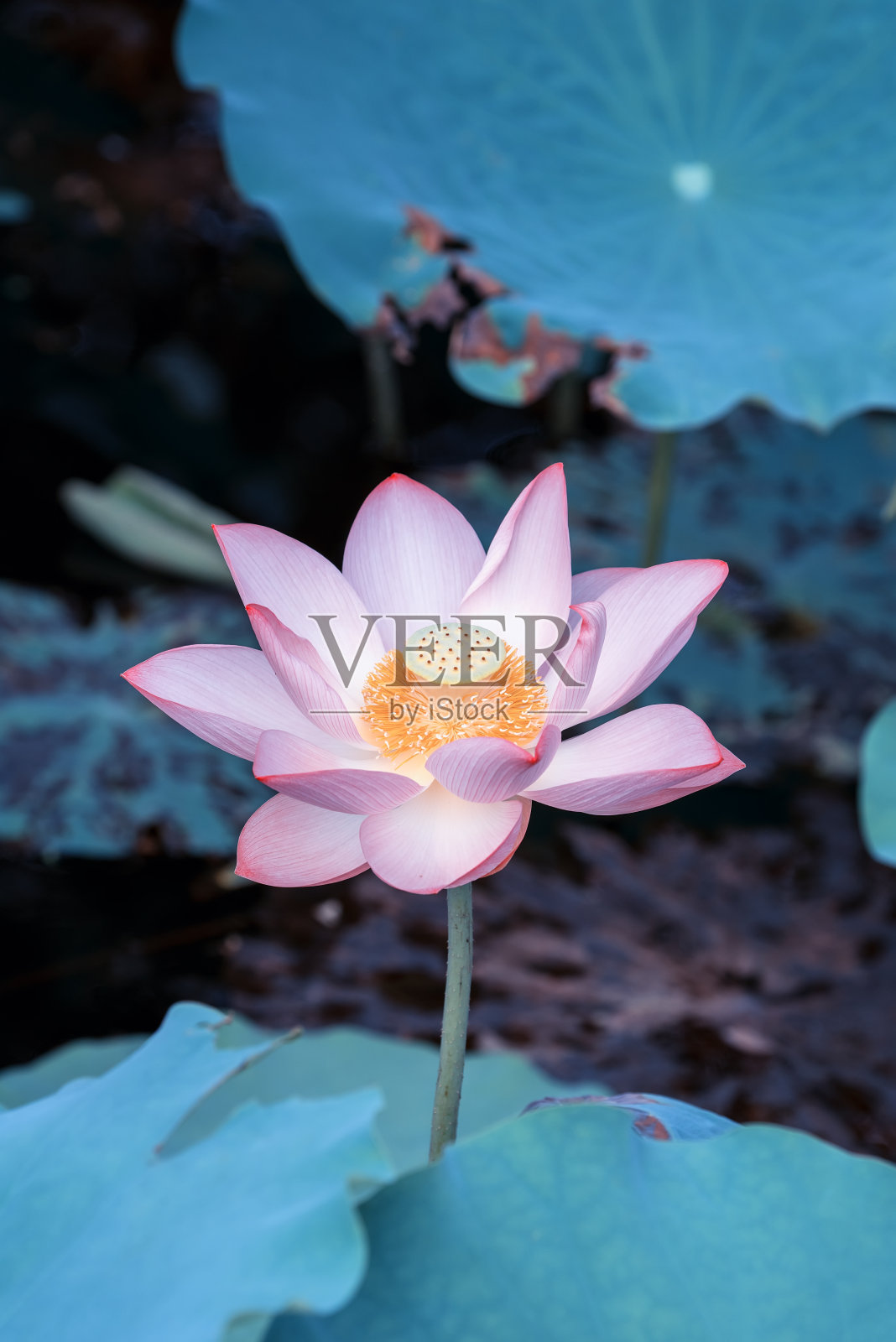 绿叶中有粉红色的荷花照片摄影图片