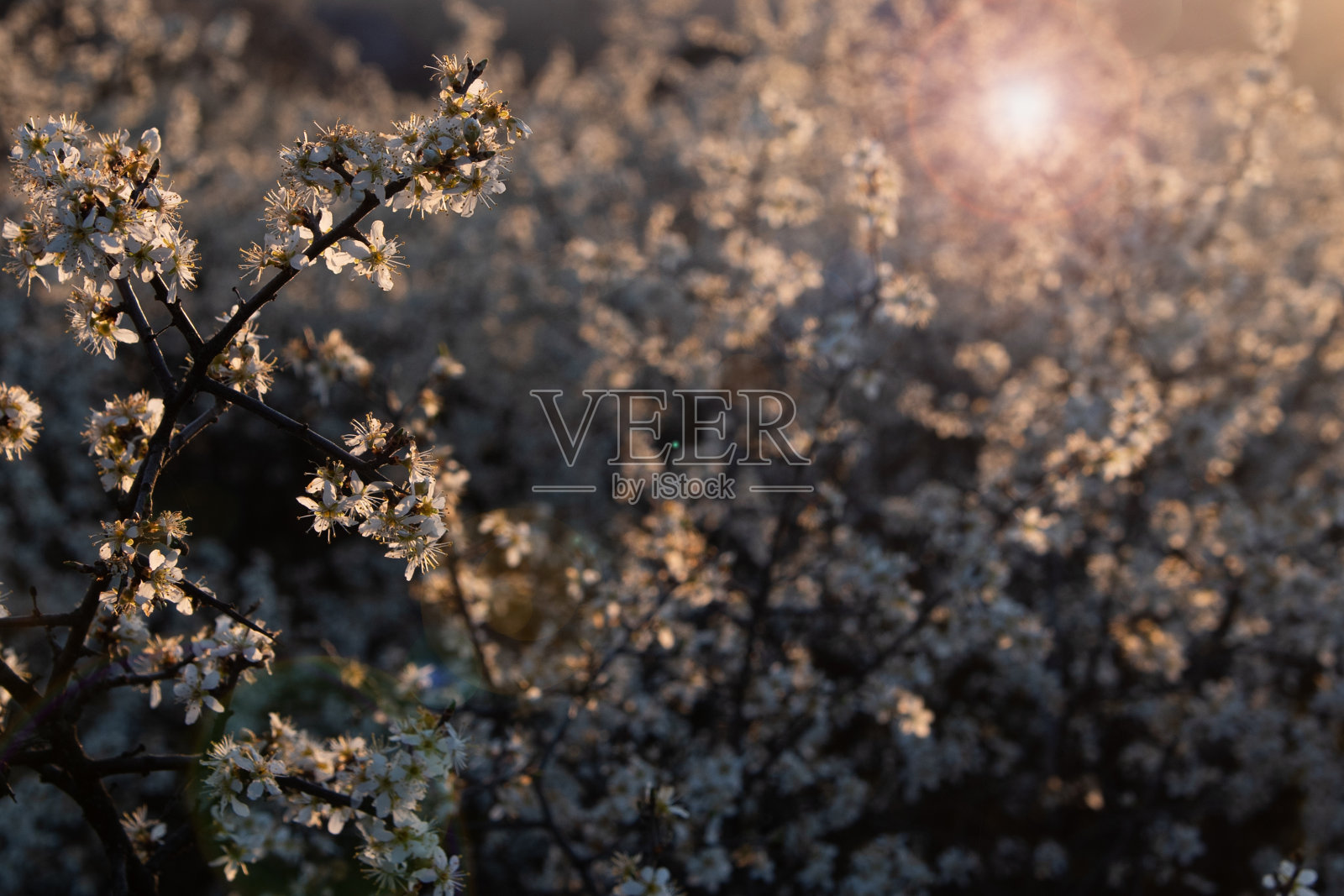 盛开的背景与白色的小花照片摄影图片