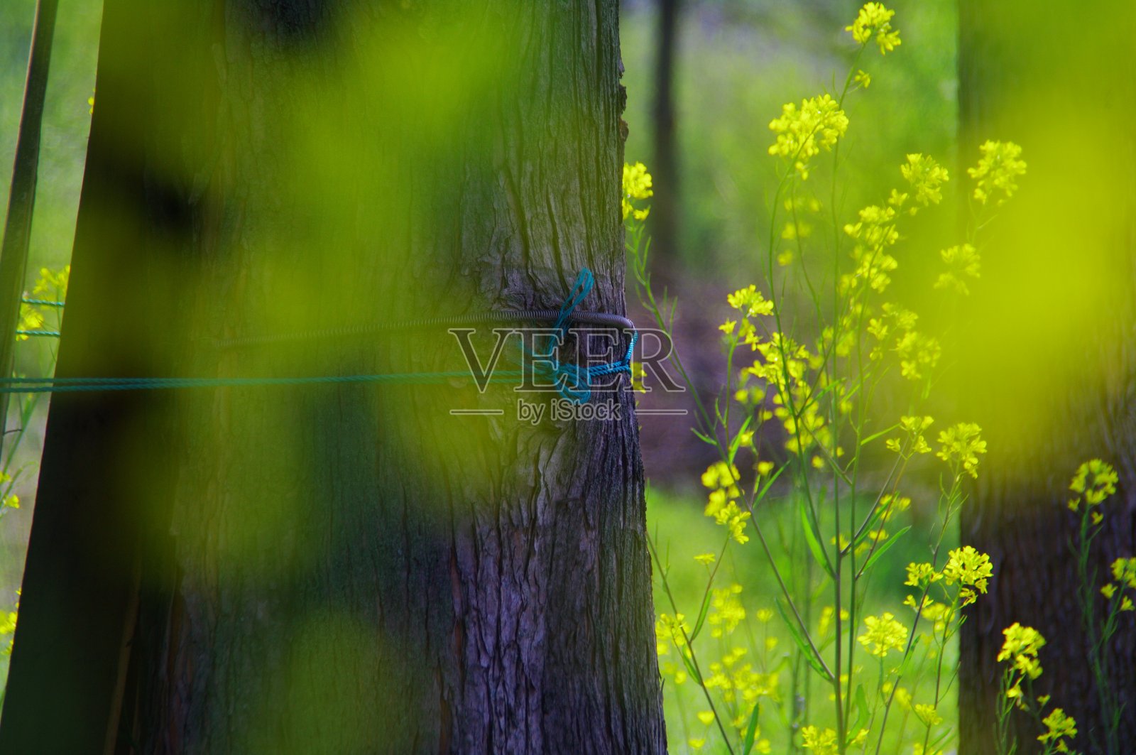 公园里的花草树木都盛开了照片摄影图片