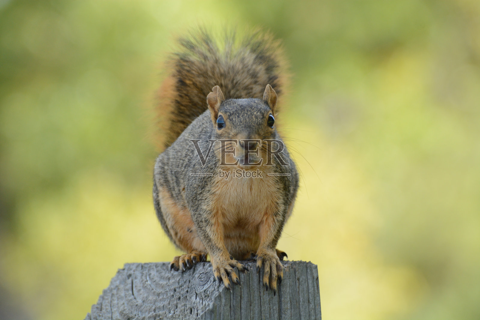 狐狸松鼠在木柱子上照片摄影图片