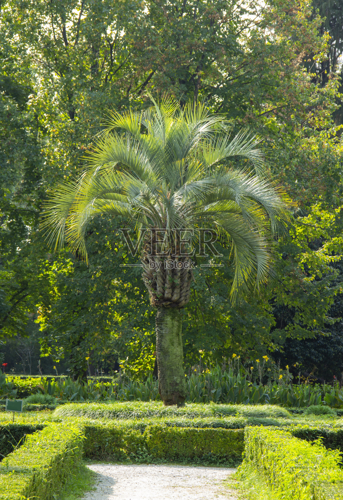 美丽的俾斯麦贵族装饰花园。作为一种观赏植物生长在几乎所有的国家与亚热带气候。热带植被和丛林。照片摄影图片
