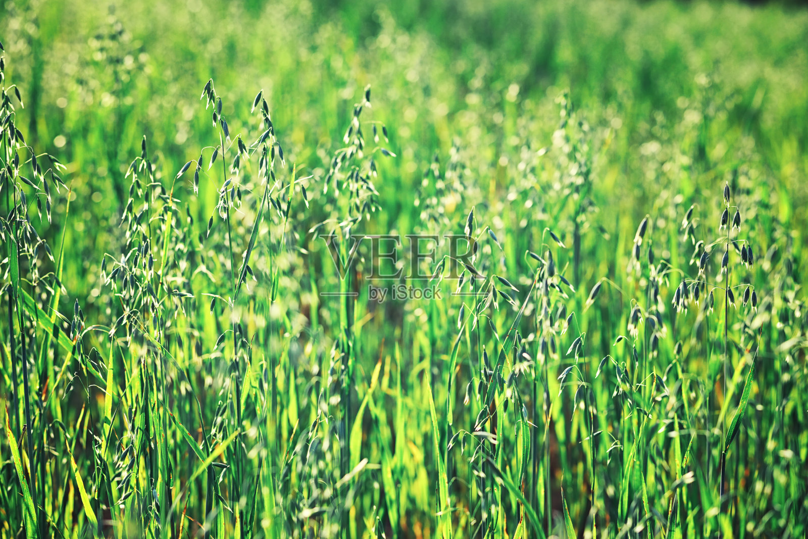 森林里黎明时一片翠绿。大自然在早春苏醒了。照片摄影图片