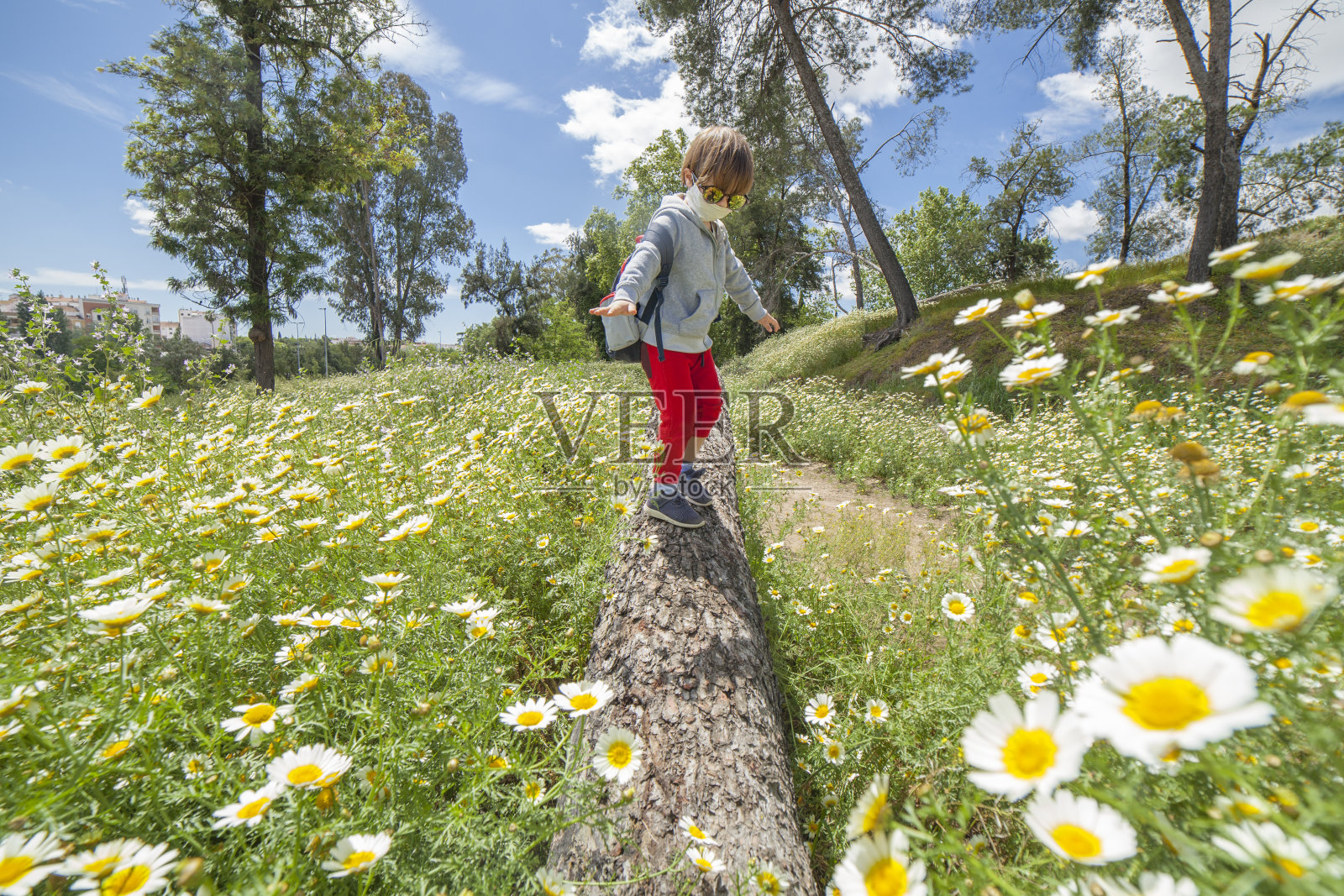 小男孩走在雏菊地里的一根木头上照片摄影图片