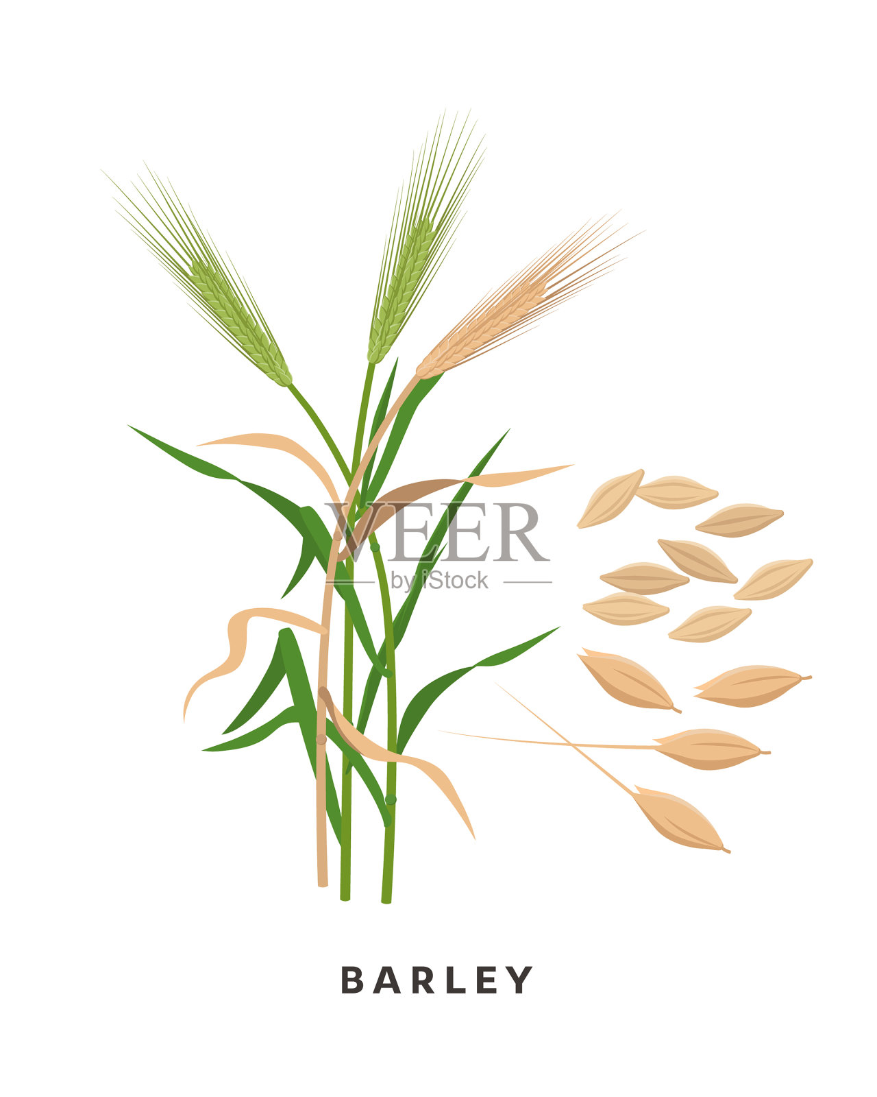 大麦、谷类和谷类植物插画图片素材