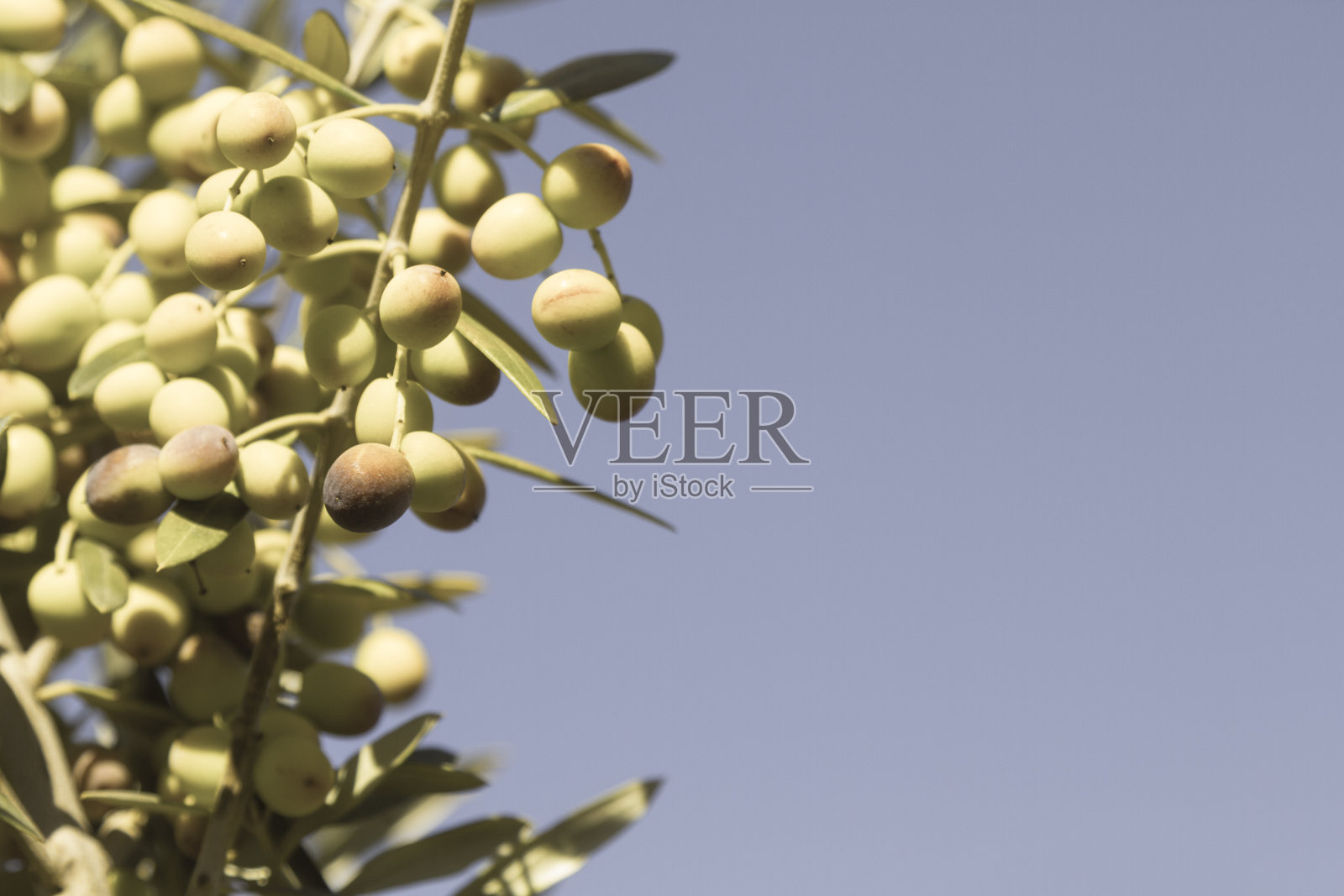 树上有一束绿色的有机橄榄照片摄影图片