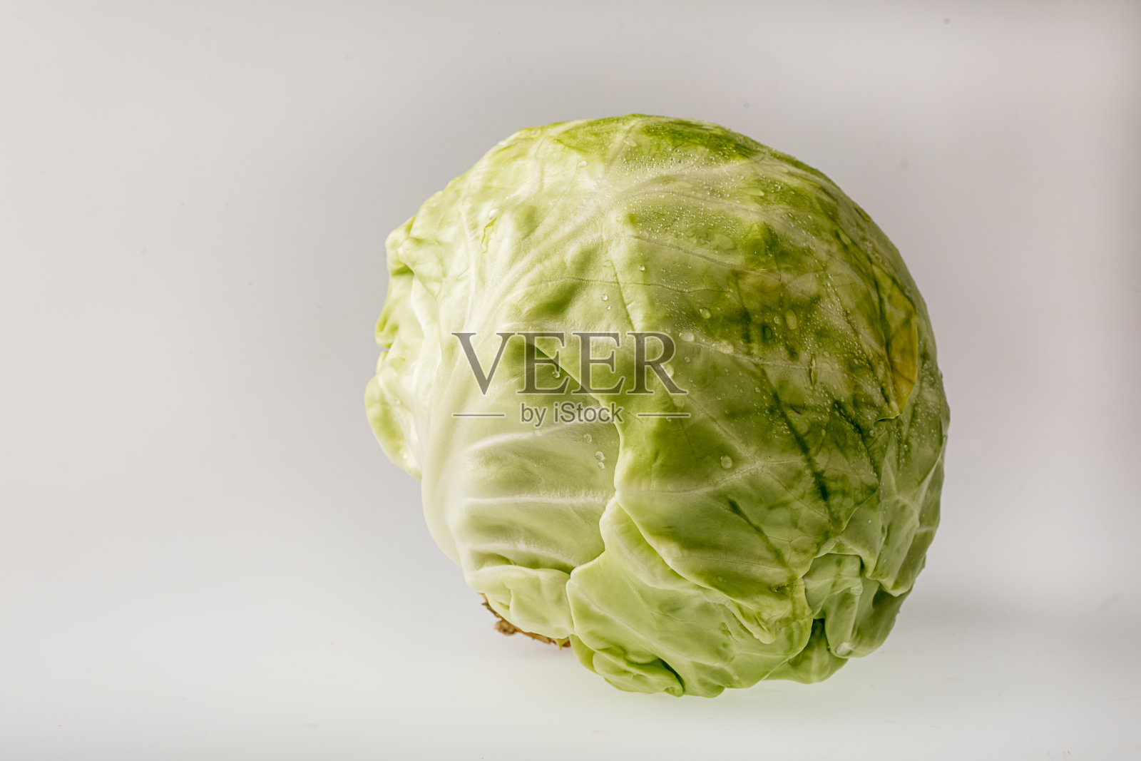 白色背景上的白色卷心菜照片摄影图片