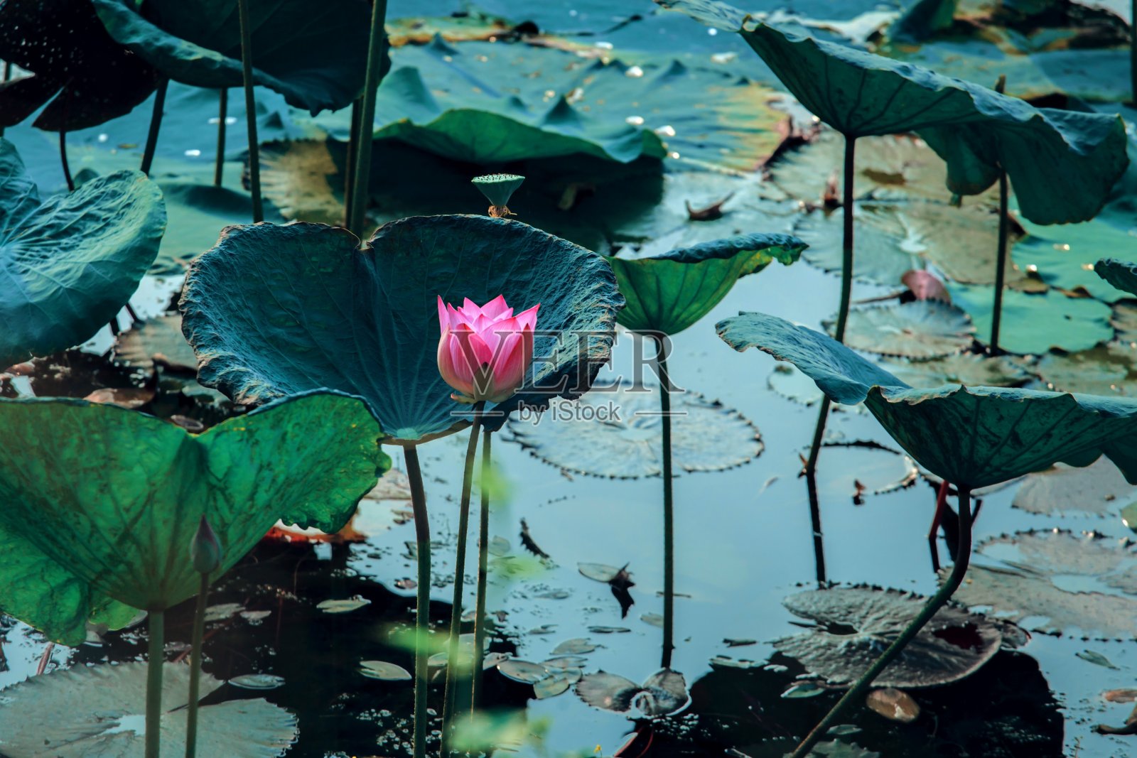 荷花的颜色照片摄影图片