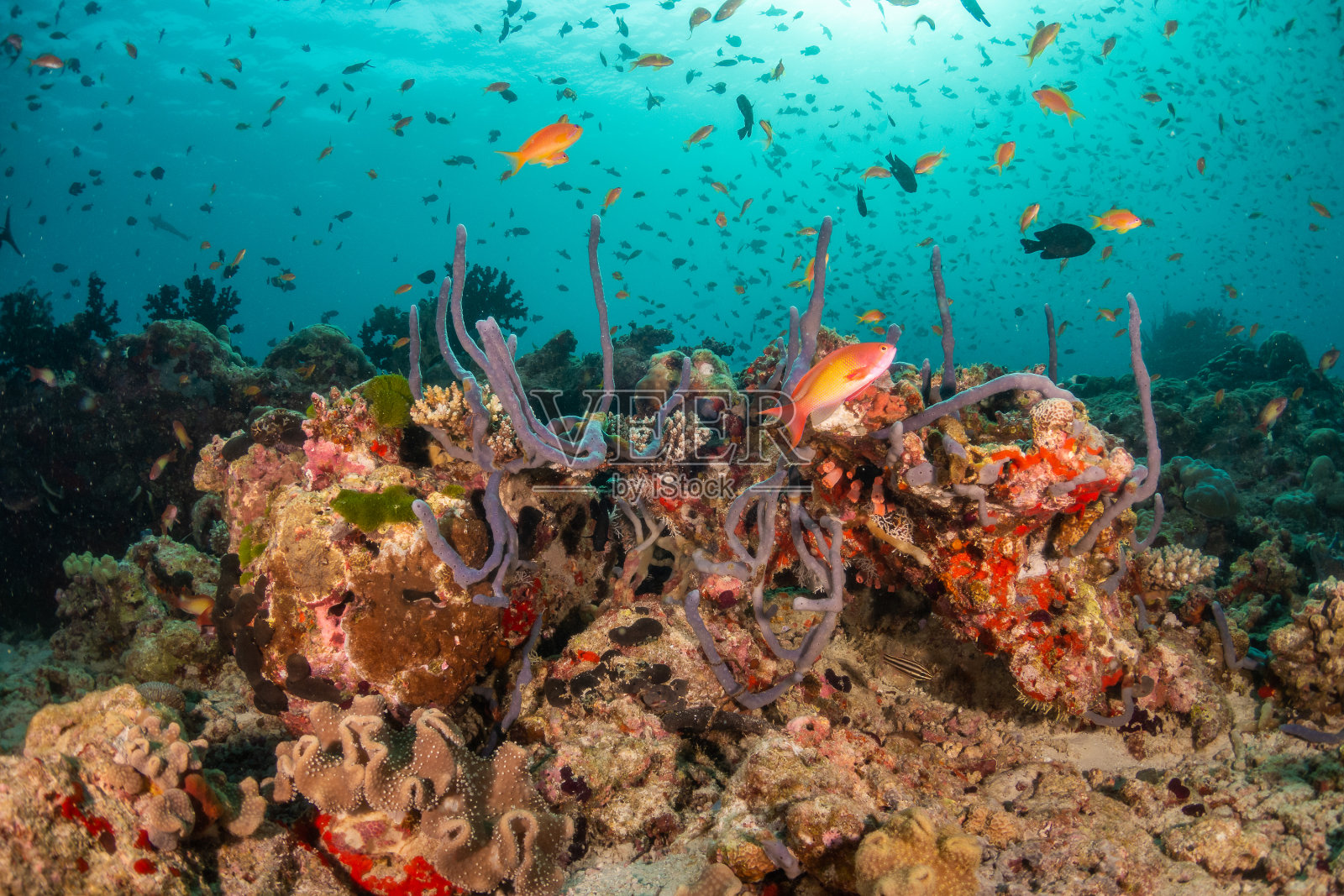 色彩斑斓的热带鱼在珊瑚礁间游弋照片摄影图片