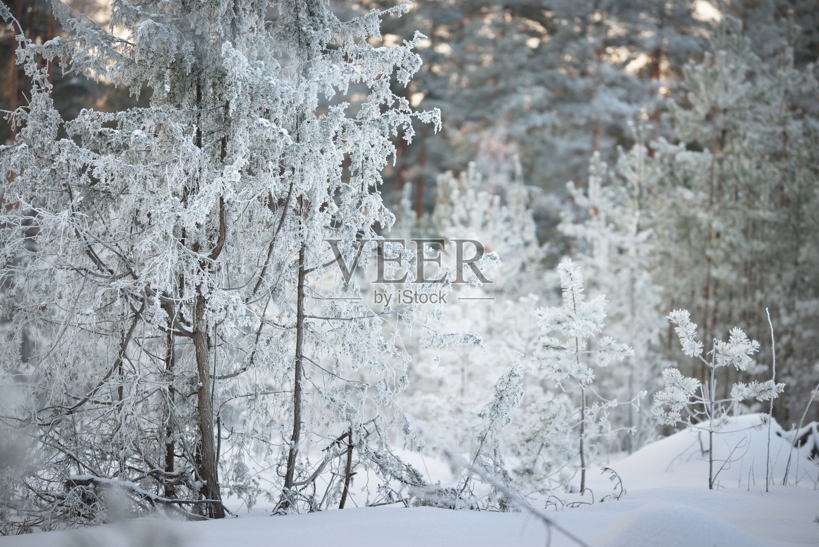 日落时的杜松、云杉和松树。暴风雪后的针叶林。阳光透过树干闪闪发光。冬季仙境。芬兰照片摄影图片