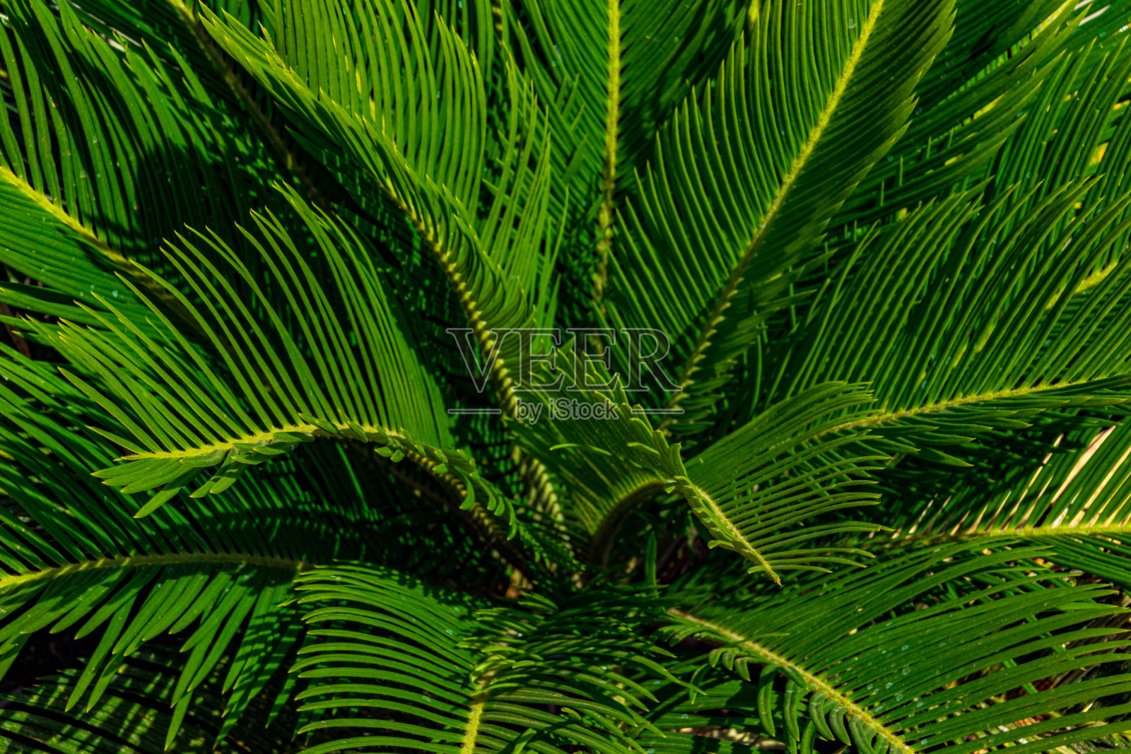 棕榈叶绿色的热带背景照片摄影图片