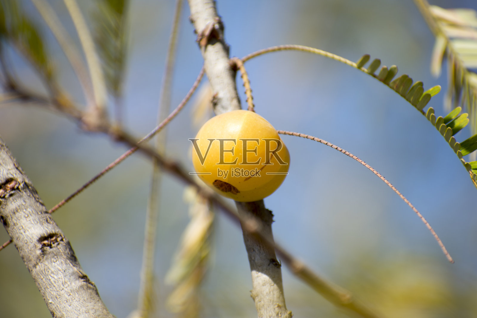 印度醋栗;印度醋栗;拉丁语名Emblica officinalis Loca;中草药;印度rry, Amla, Amlaki的拉丁名照片摄影图片