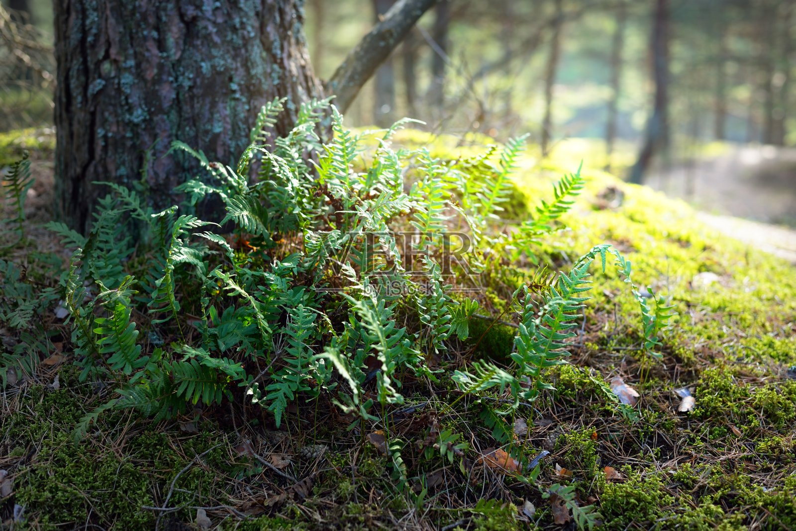 鲜绿的蕨类嫩叶特写。早春在长满苔藓的常绿森林里。自然的模式。温暖的阳光照片摄影图片