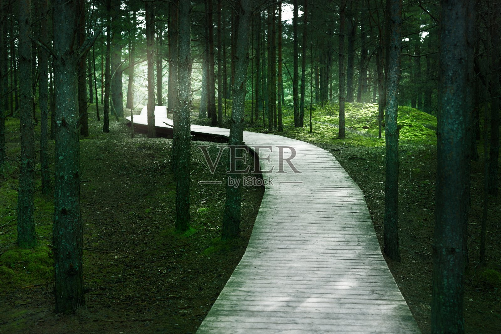 一条穿过老松树的木制小路。地上有苔藓。早春常绿森林。温暖的阳光。阳光穿过树干。拉脱维亚照片摄影图片