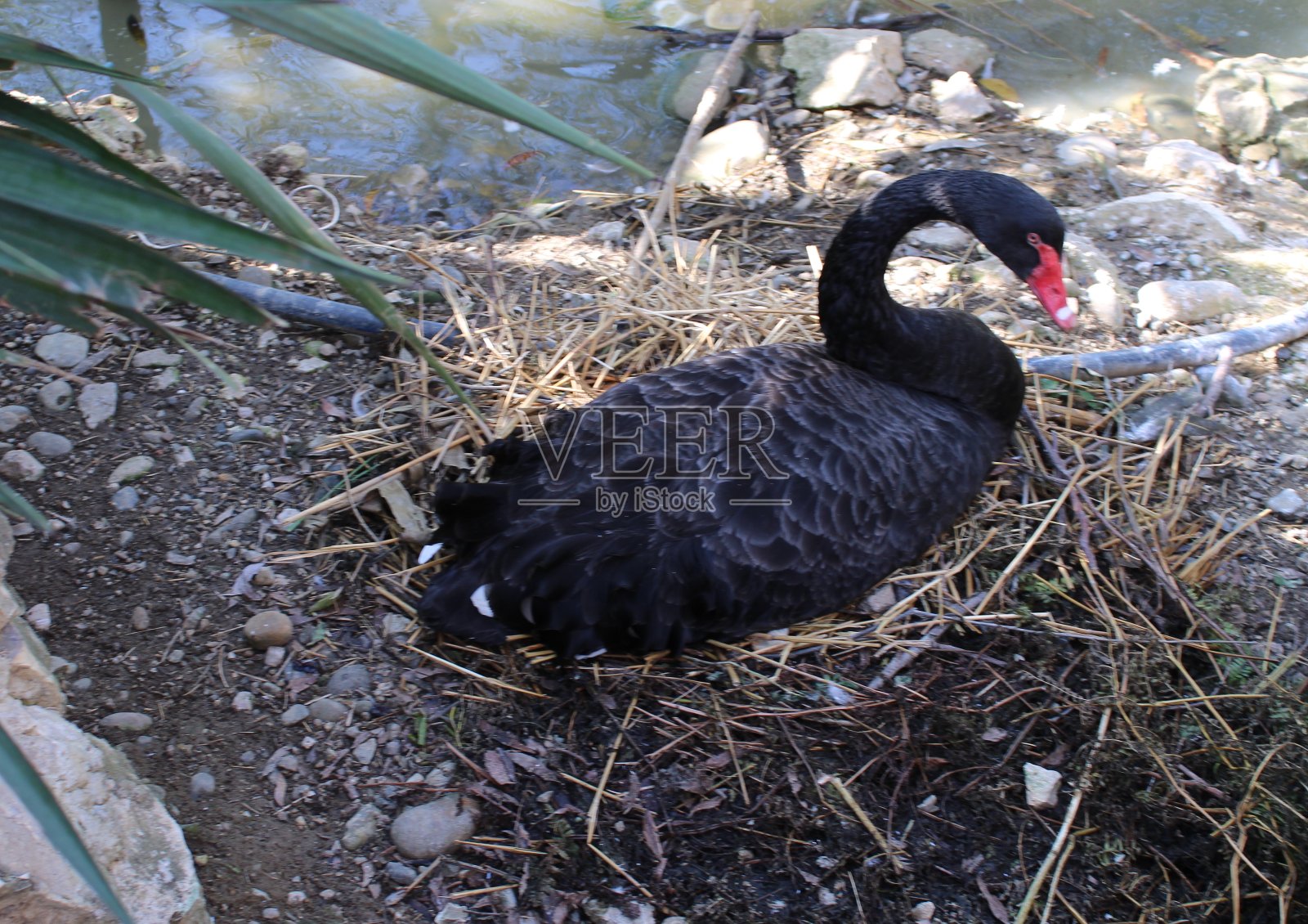 黑天鹅。照片摄影图片