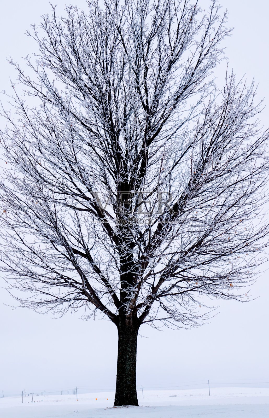 冬天的景象与雪覆盖树木照片摄影图片
