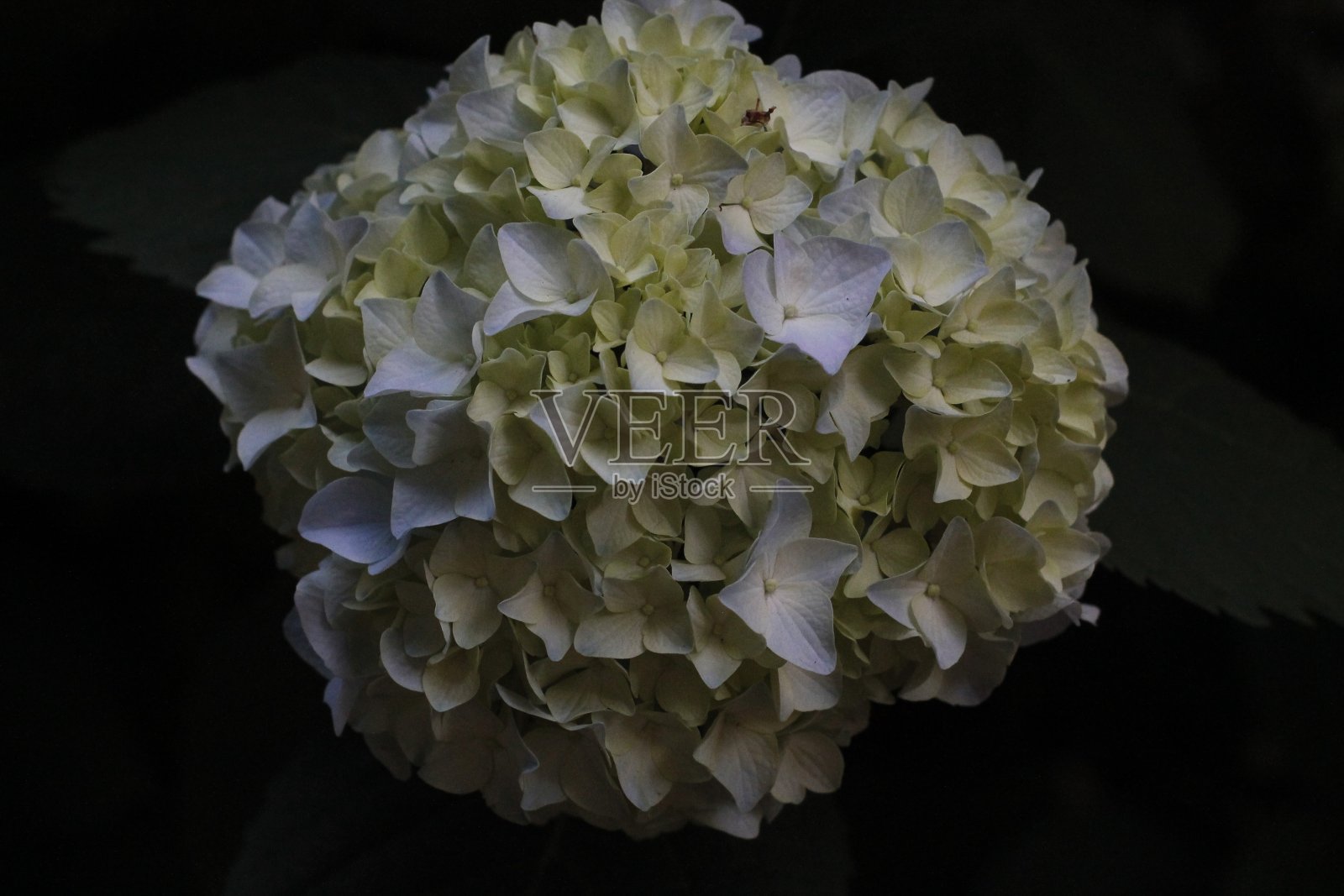 黑色背景上盛开的绣球花照片摄影图片