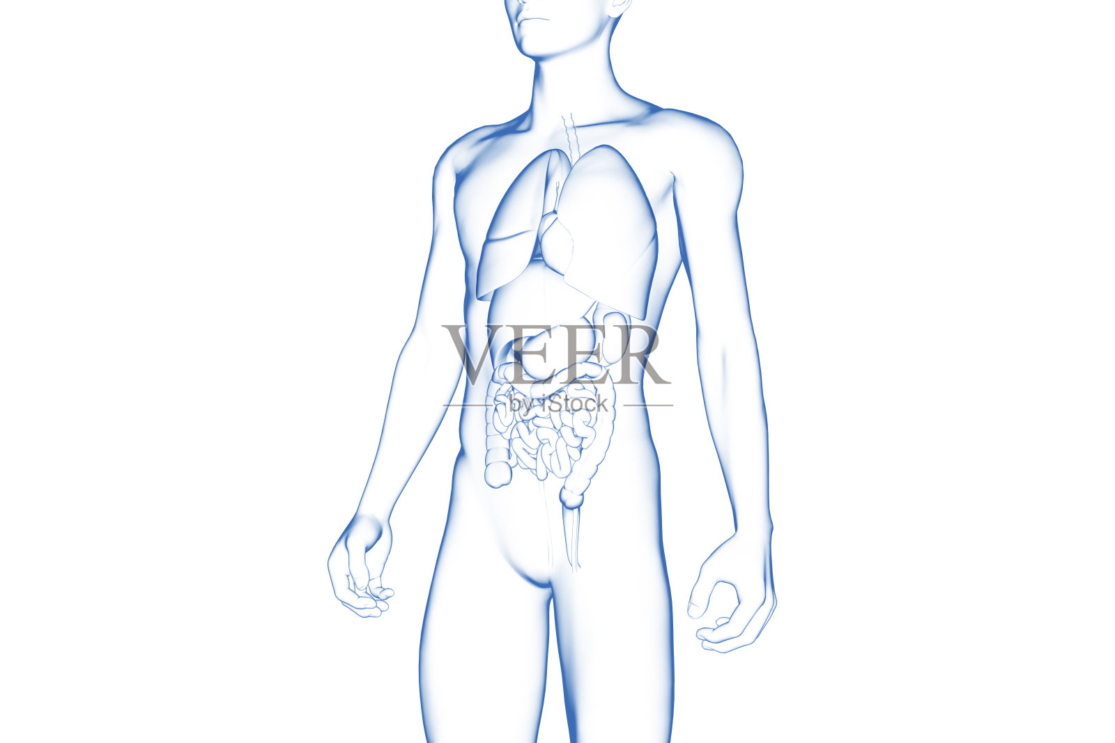 人体,内脏器官,医学三维模型照片摄影图片