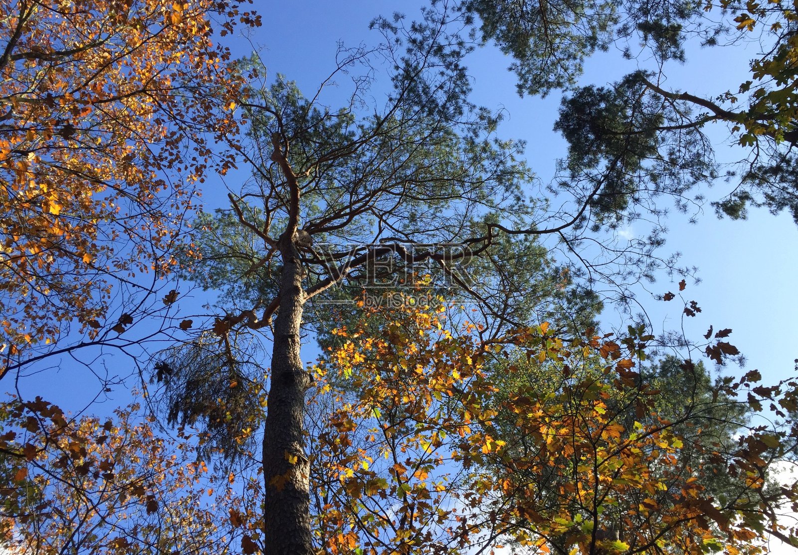 秋树低角棕叶蓝天照片摄影图片