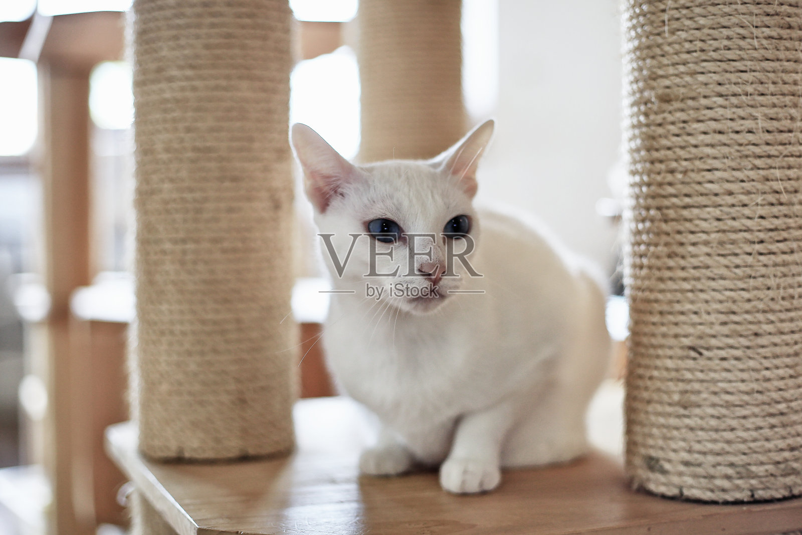 可爱的白猫在等待食物照片摄影图片