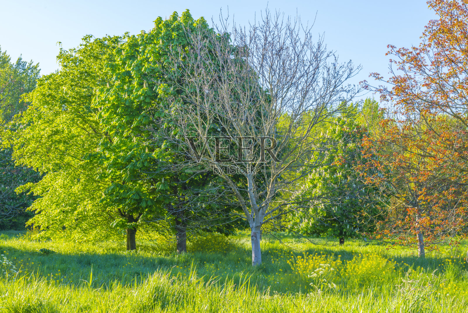 春天是空气与郁郁葱葱的树叶在一个绿色的牧场在阳光在日出在春天的早晨照片摄影图片
