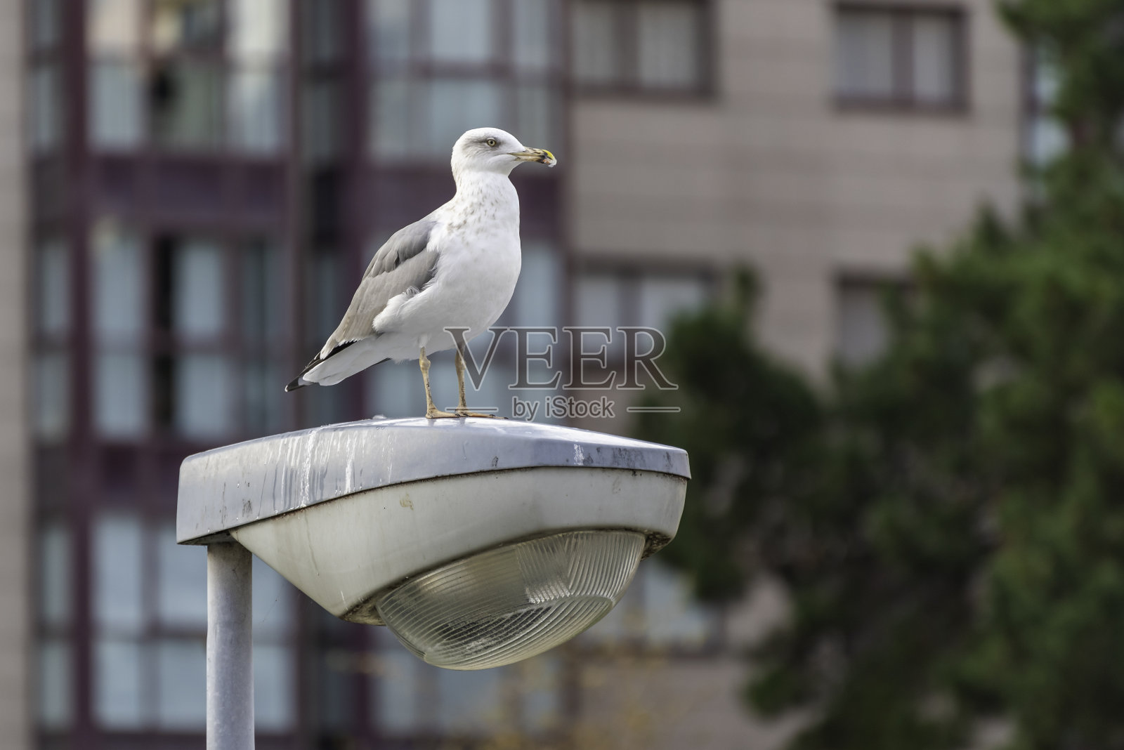 灯柱上的海鸥。照片摄影图片
