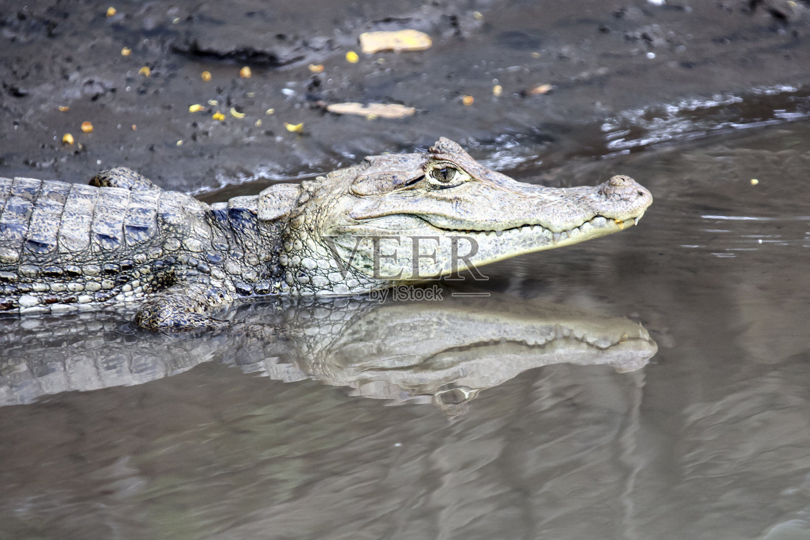野生凯门鳄在河岸的自然环境中照片摄影图片