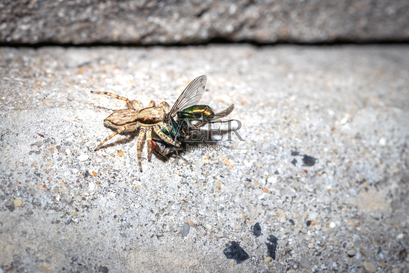黑、褐、白三色小跳蛛(跳蛛科)吃蓝、绿家蝇,南非开普敦照片摄影图片
