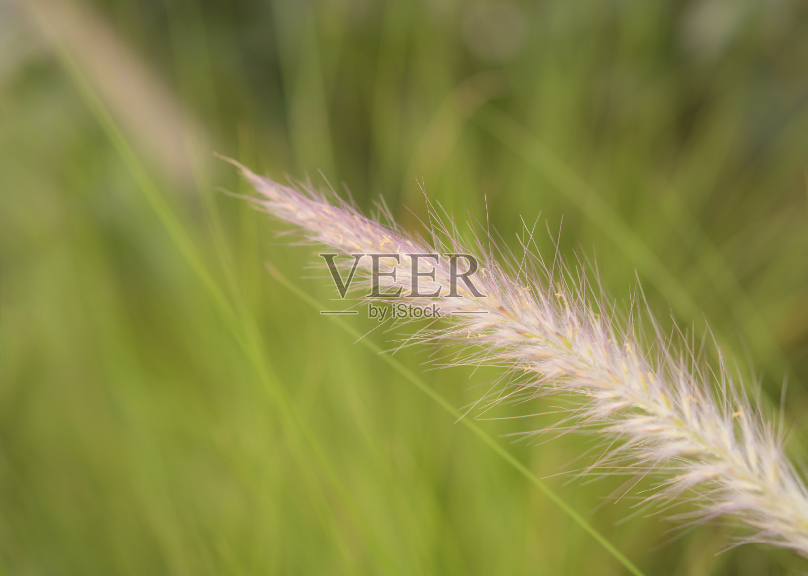 草的特写花,由精致的羽毛和长形状组成,绿色模糊的背景。(狼尾草setaceum (Forssk)。Chiov)。照片摄影图片