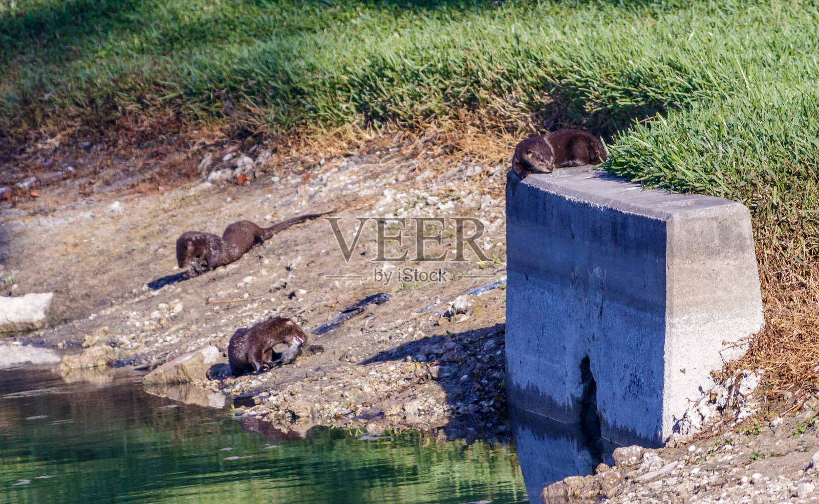 佛罗里达南迈阿密的水獭照片摄影图片