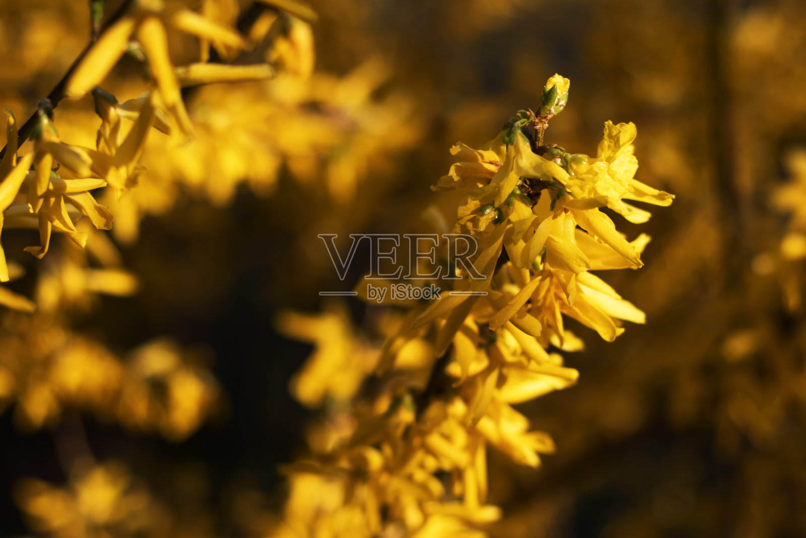 太阳下的黄花被拍得很近照片摄影图片