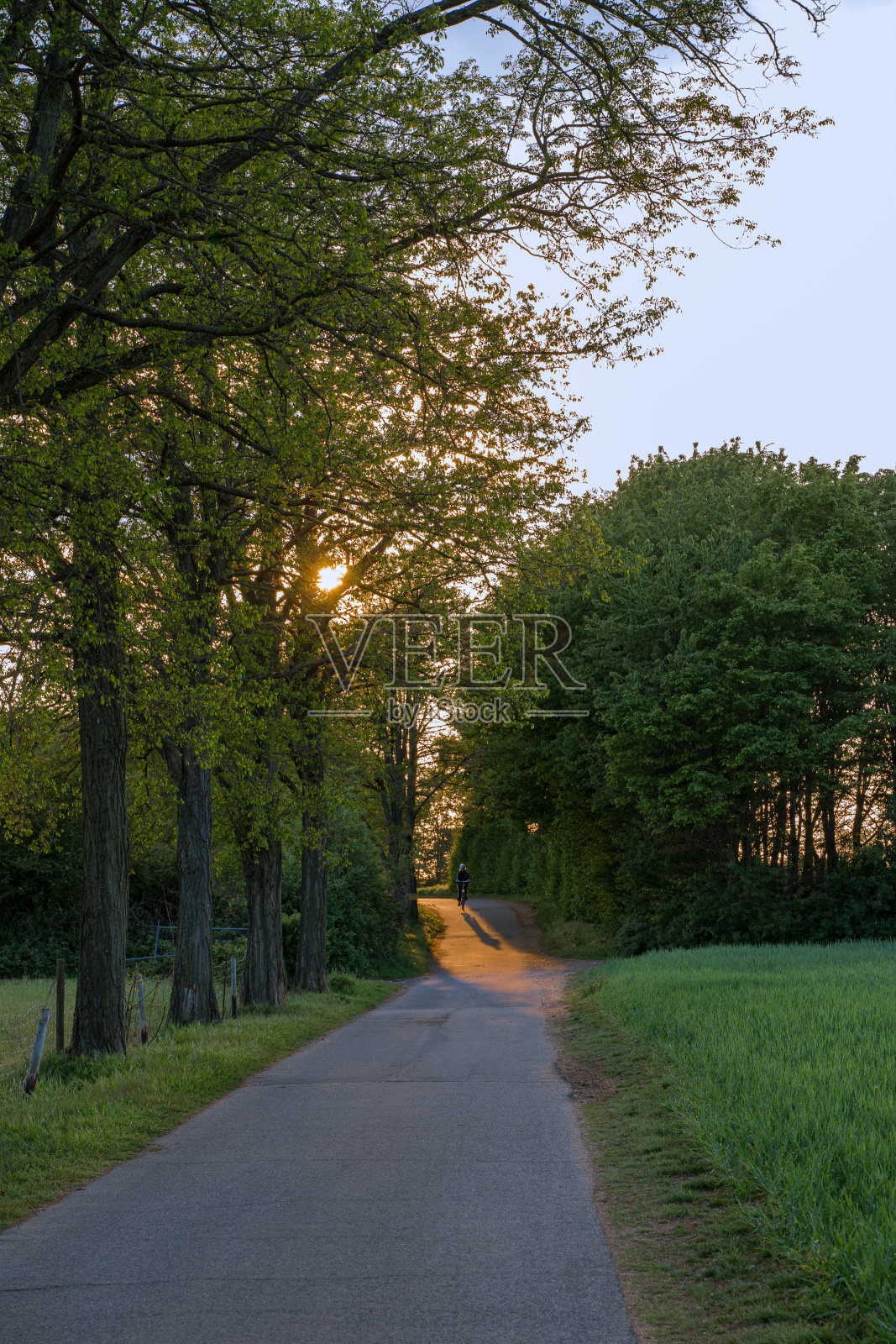 田野和树林之间通向夕阳的路。照片摄影图片