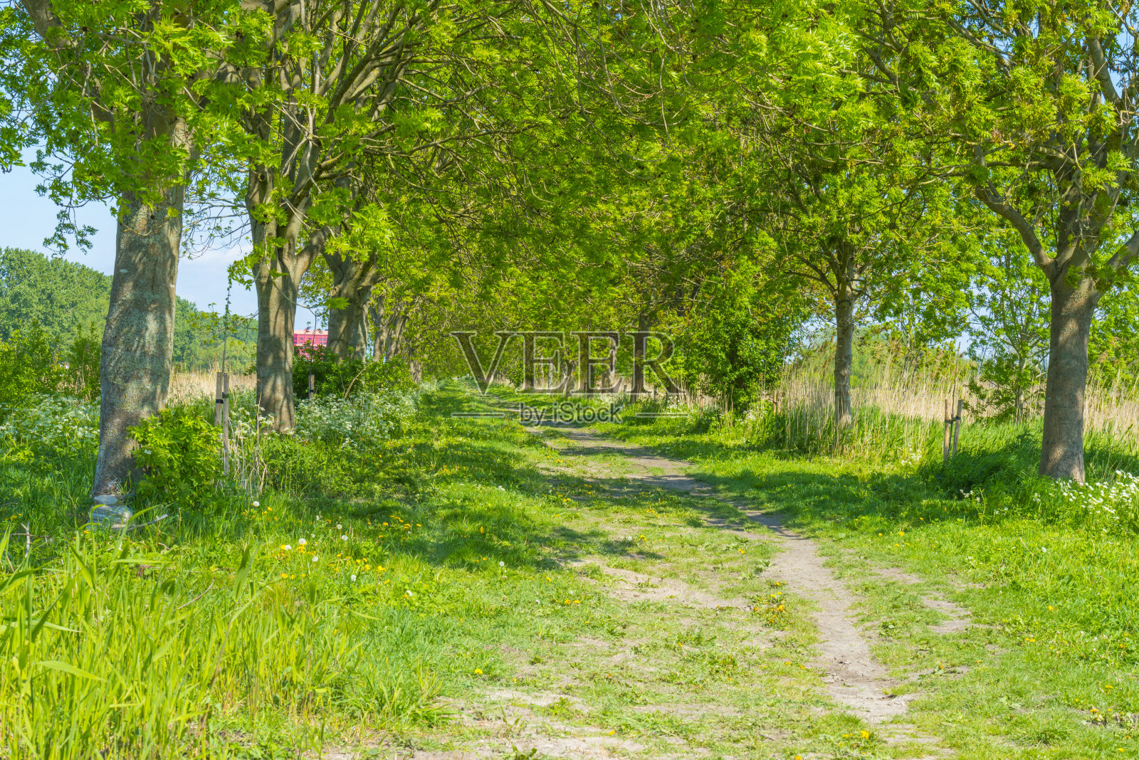 春天在阳光下的绿草地上,树木郁郁葱葱的绿叶弥漫在空气中照片摄影图片