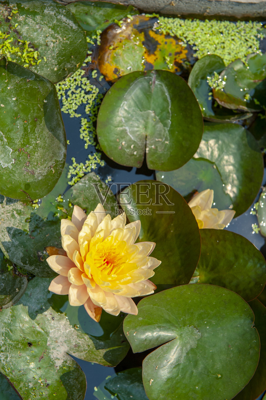 莲花照片摄影图片