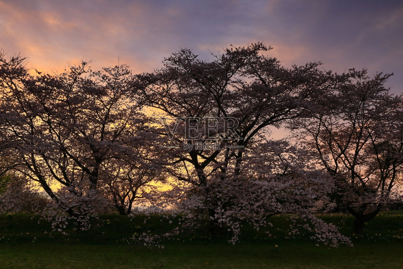 日落和樱花照片摄影图片