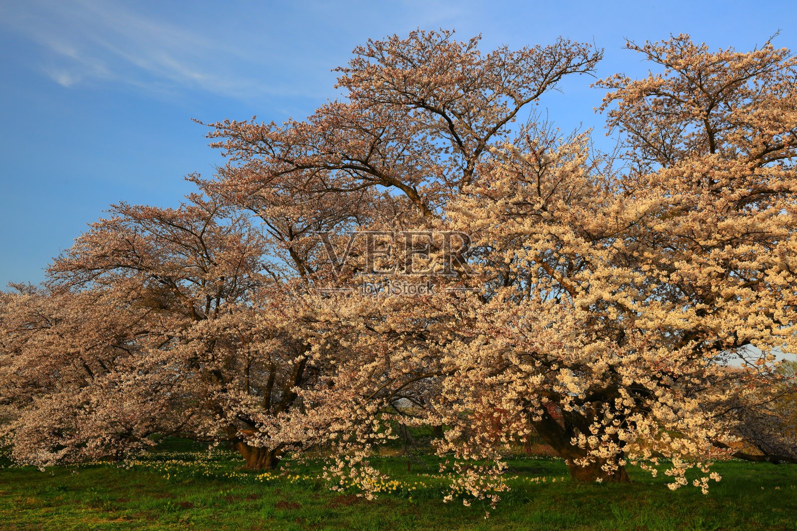 日落和樱花照片摄影图片