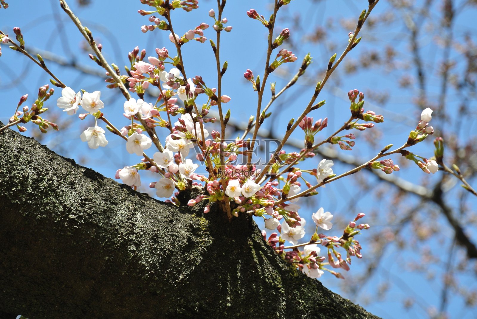 三月樱花盛开照片摄影图片