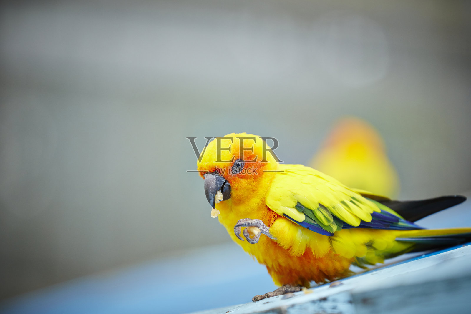 太阳锥尾鹦哥照片摄影图片