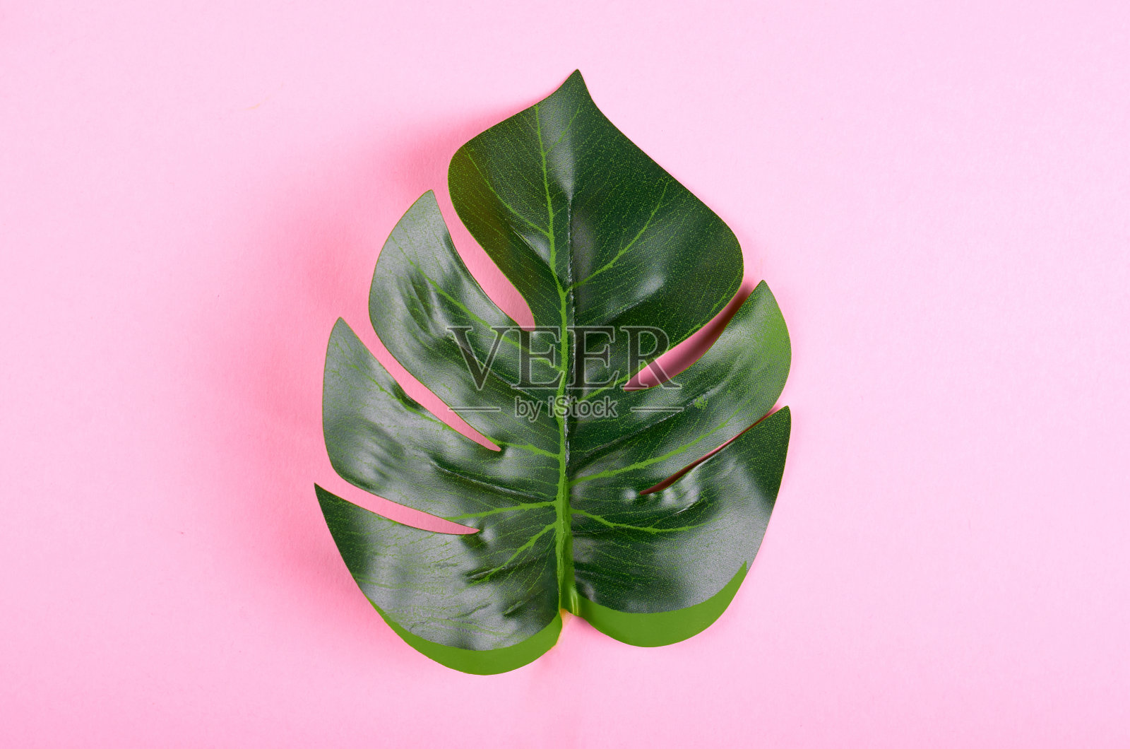 绿色的怪物的叶子组成的颜色背景。照片摄影图片