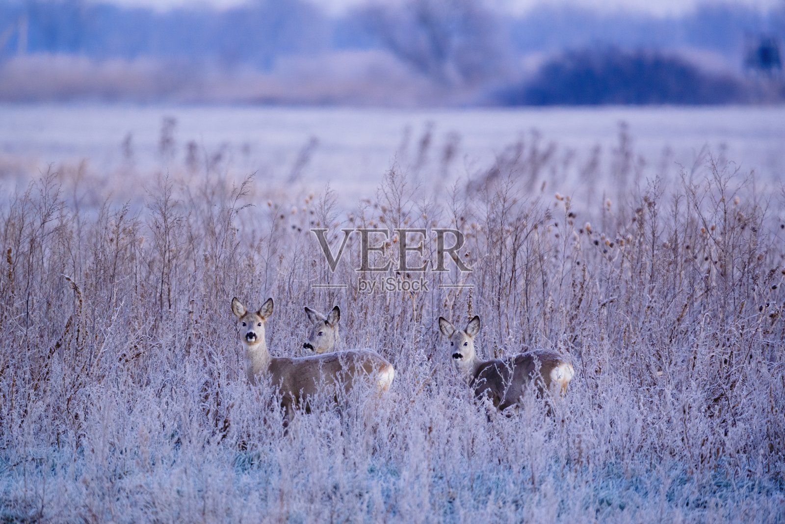 欧洲狍-牧羊鹿-生长在冬季草地上照片摄影图片