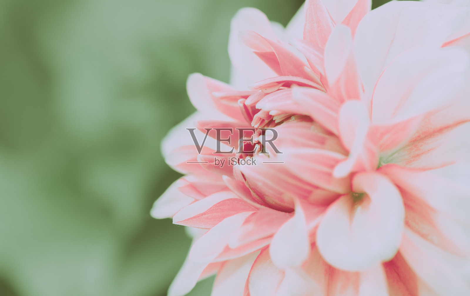 美丽的粉红色大丽花;封闭的孤立的和封闭的;日本的风格照片摄影图片