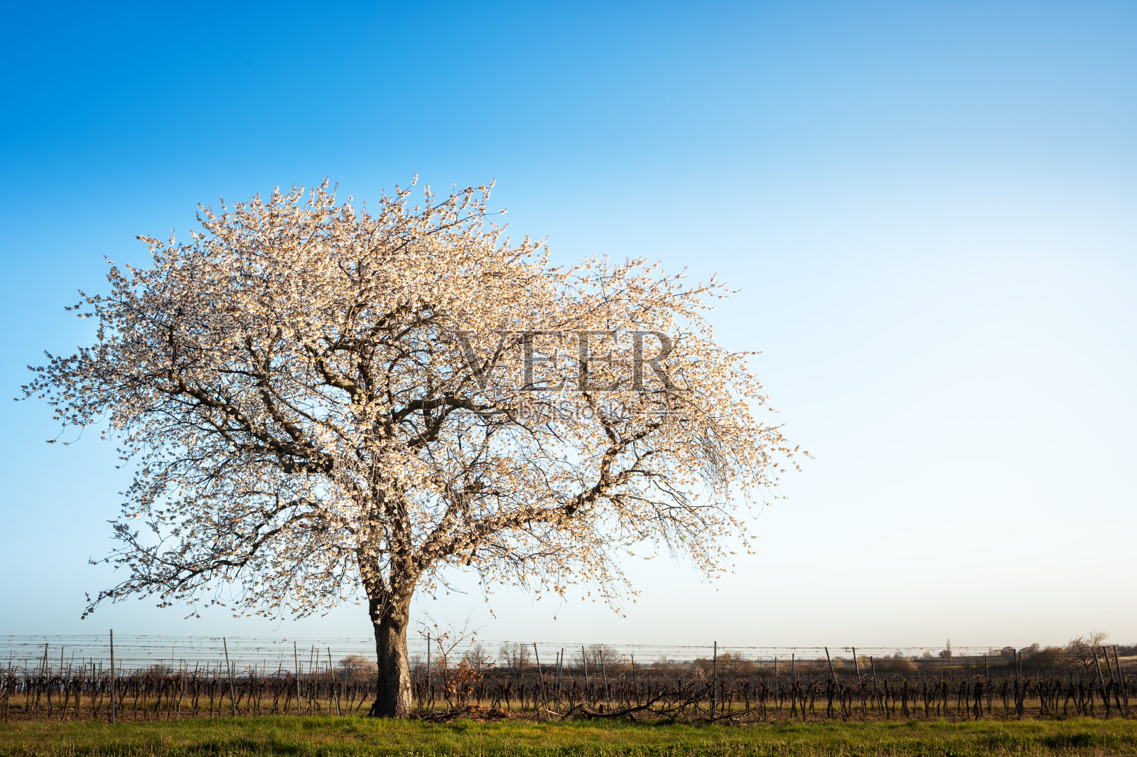 春天樱花盛开照片摄影图片