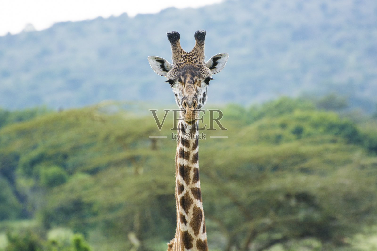 肯尼亚马赛马拉国家公园的一只罗斯柴尔德长颈鹿照片摄影图片