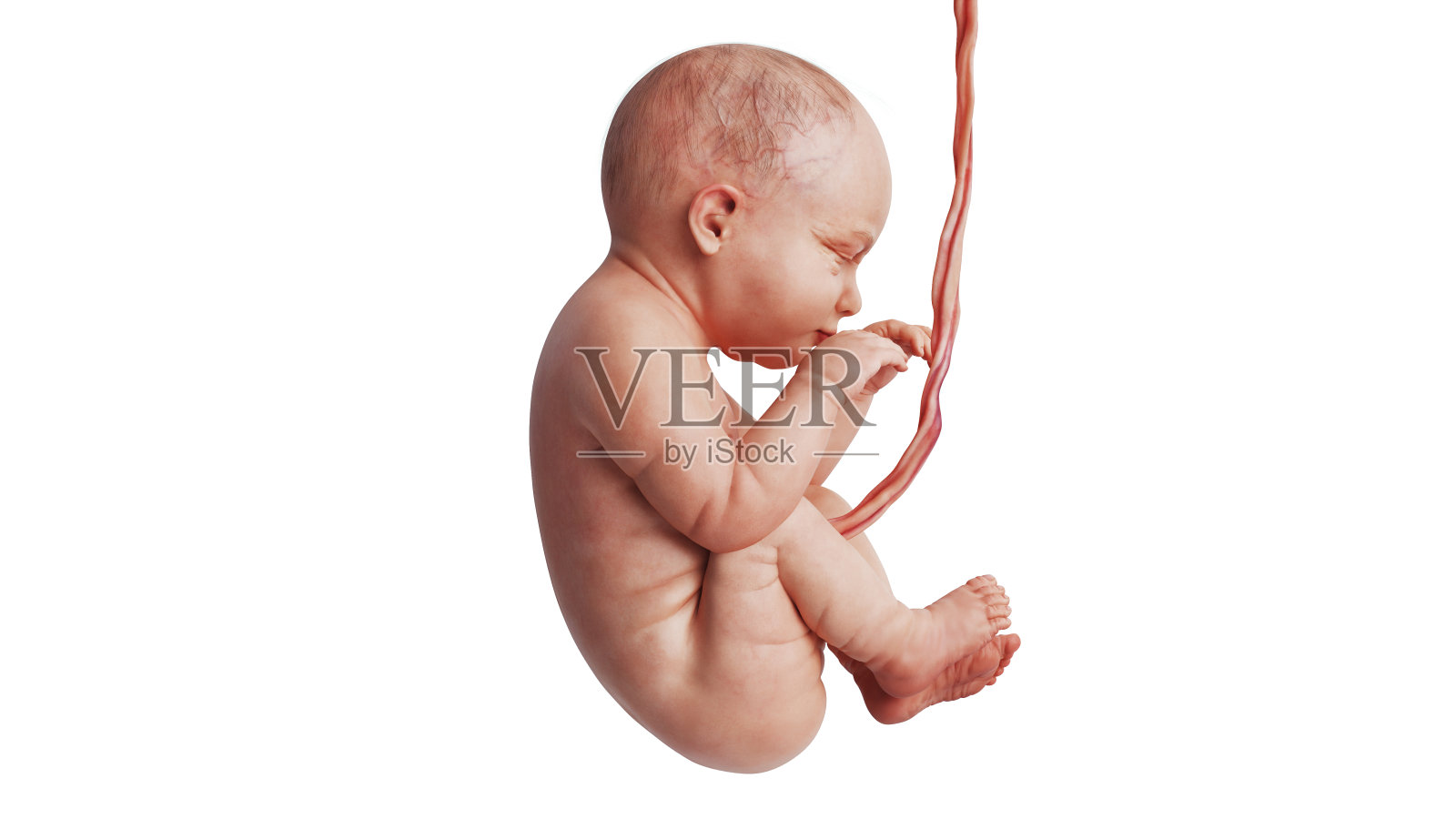 胚胎人类胎儿未出生婴儿可爱,侧视图照片摄影图片