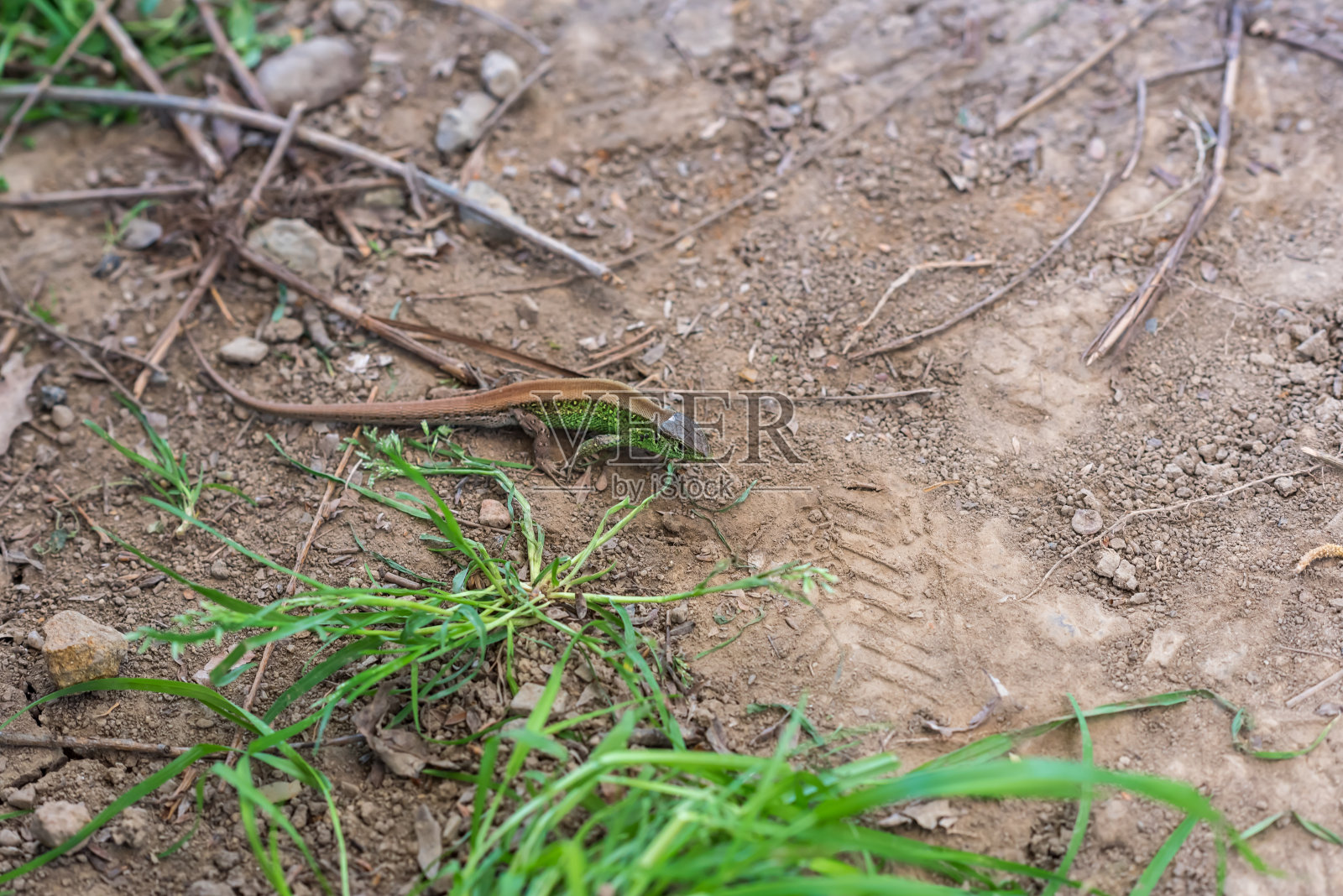 与可爱的自然动物联系的概念照片摄影图片