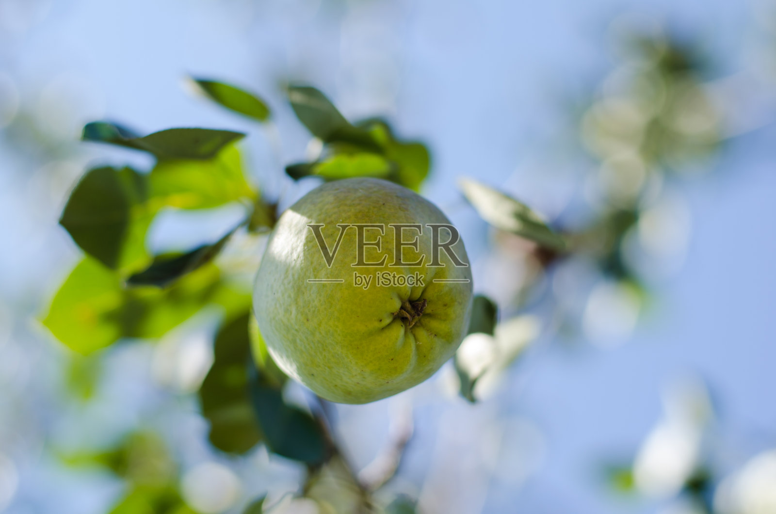 花园里树枝上的熟透多汁的梨照片摄影图片