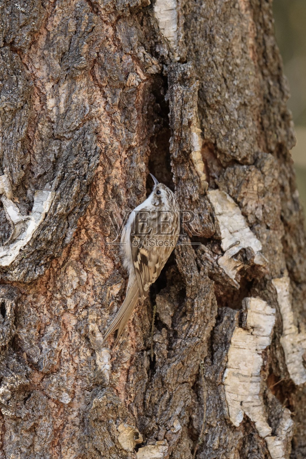 欧亚treekeeper照片摄影图片