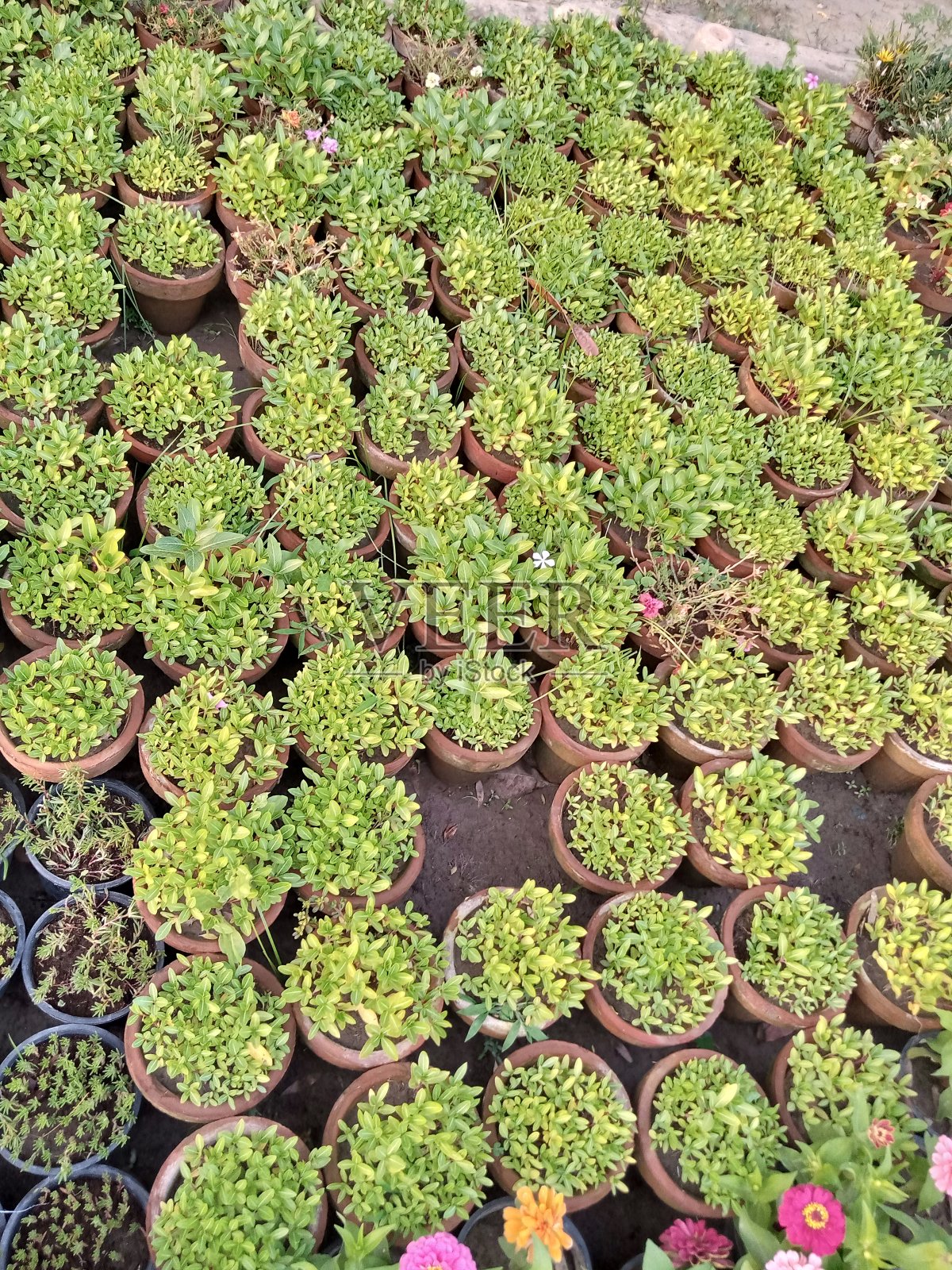 苗圃里的花盆照片摄影图片