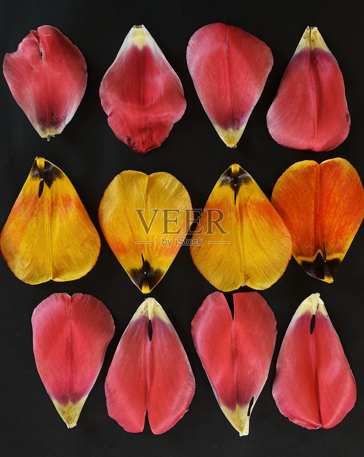 黑色纸上的郁金香花瓣照片摄影图片