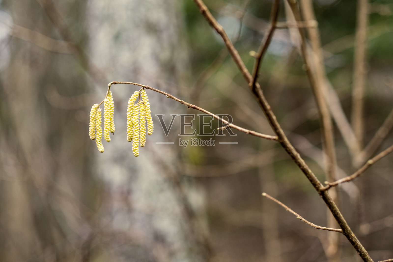 大自然用植物和小叶子抽象出图案纹理照片摄影图片