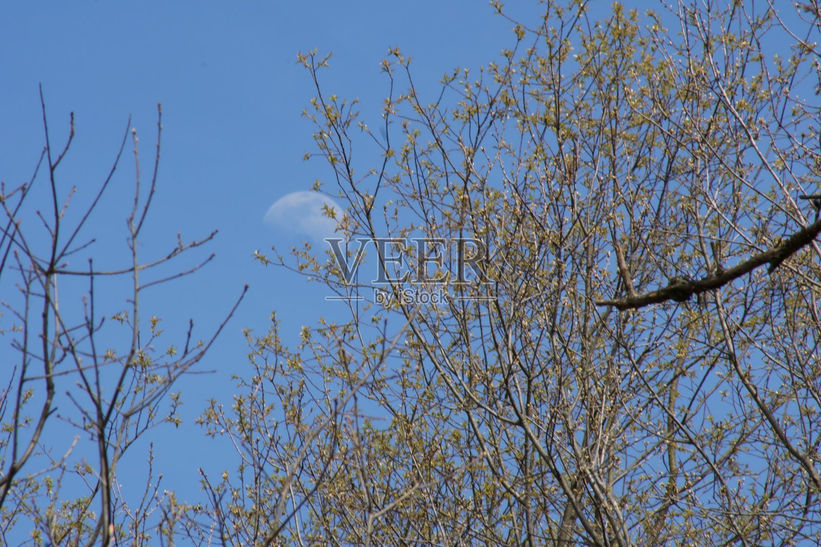 晚上月亮穿过橡树的树枝照片摄影图片
